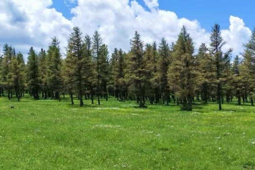 2026呼和浩特旅游避坑指南：拒绝“七宗罪”，找回你心中的大草原